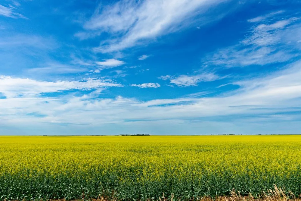 Saskatchewan canola field - car repossession Saskatchewan rules apply province-wide