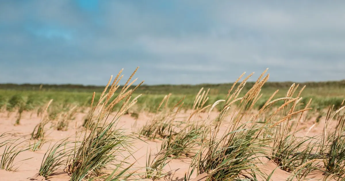 Car loans PEI: dune grass along a Prince Edward Island shore